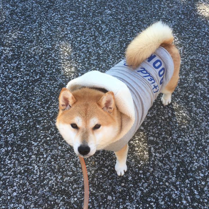 4163dfab 904b 4e8f b17f d86ab194d962 1546830386250