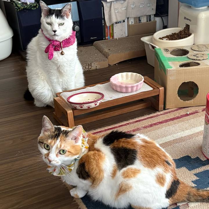 416b1603 7d0b 4c14 9b05 8fa112b199fc 1780103375407