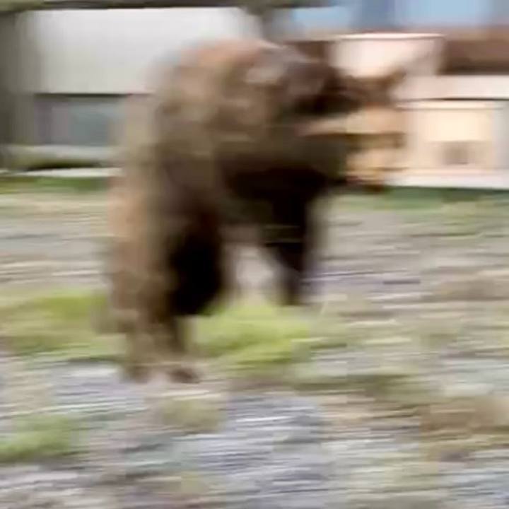 416b87bc 3d67 40a9 8788 5e1275e6e5d9 1731654961404