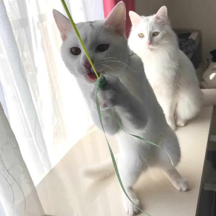 416c9321 b162 4d61 ad8c 689ea7829207 1581385512511