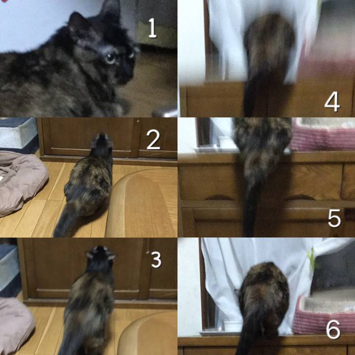 41703915 4c53 448e 9c39 e2c8dbc5435c 1564660724406