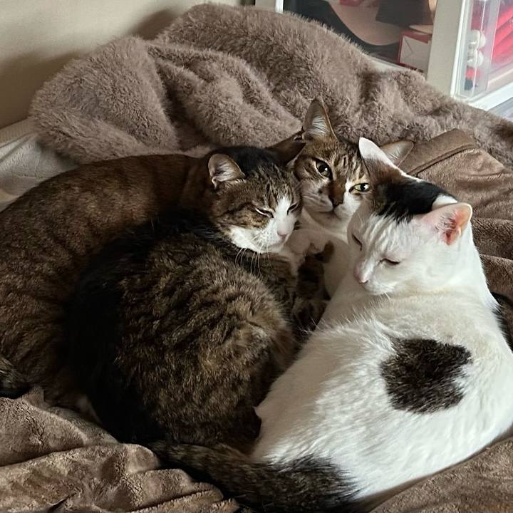 4170908a d2e9 4123 bee8 39a9650bba5c 1774580911438