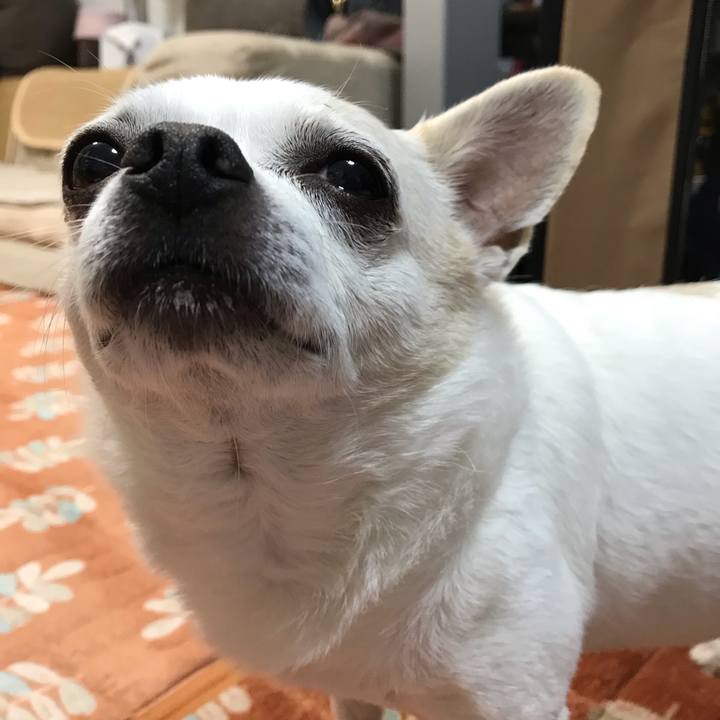 417403a4 64cf 4d0f a11e 26b902dc648e 1544159699749