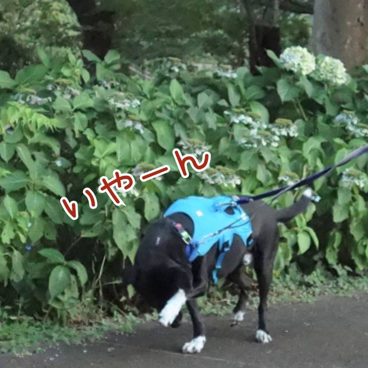 41740a2b 4496 4908 8f8f f305a8a76118 1689417561521