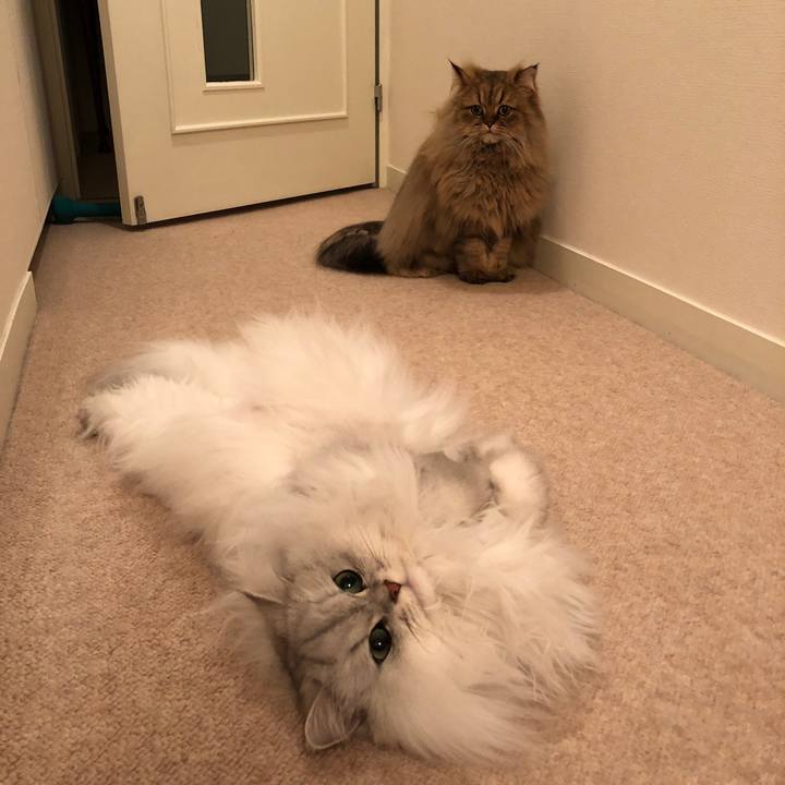 417533e6 10d2 4c3f 9fa9 4b10a837020d 1516110833497