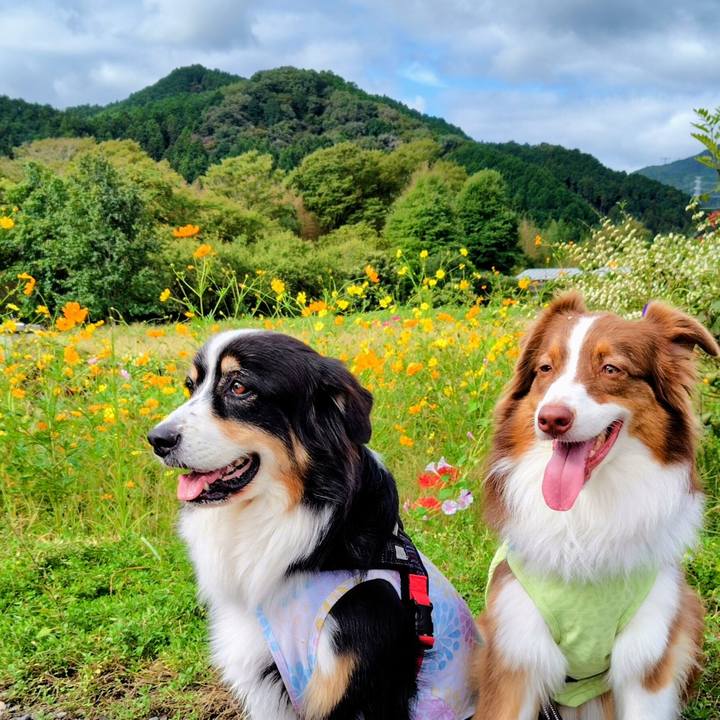 4175b93e dbb7 445f b13c 11fc9de5ab6e 1761391399724