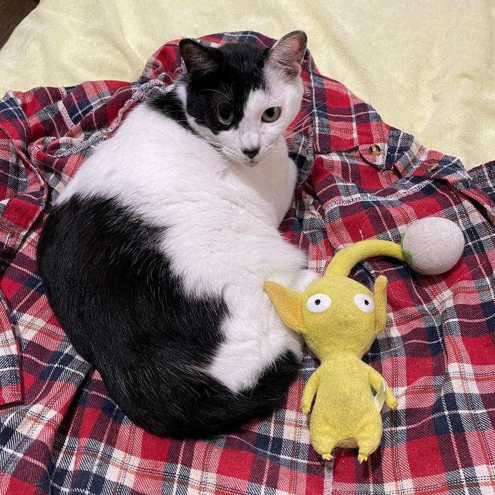 41762daf 1fc1 49c8 81ad b416ff7f949c 1760482029443