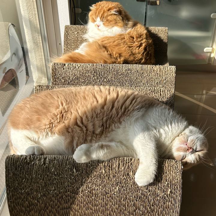 417747ee af0c 40dd 90c0 7140ed7b8e70 1769483471073