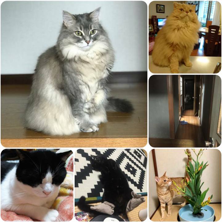 41782751 b108 4a02 8b29 ab34c3f3ac12 1563359828249