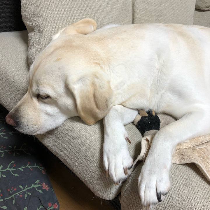 4178f7e4 55f5 4615 839e ec65d66fdc01 1593296880735