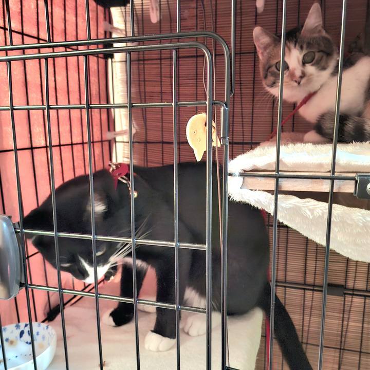 417d5a0b 25cf 49de a768 4276694be90c 1767834316987