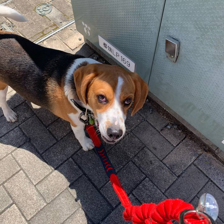 41808f62 908b 4ada be14 1b364f748fd2 1587782994576