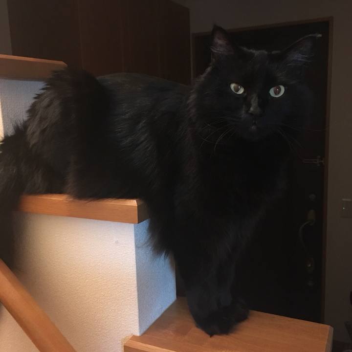 4182e4f8 4338 40e7 b7c0 50c3cb0306f2 1522421904534