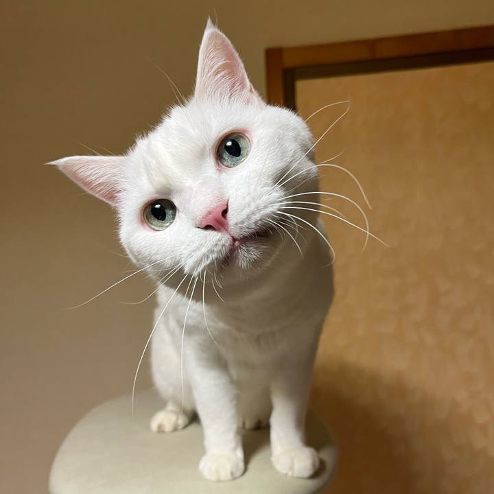 4183542c 53d4 4d04 b64d 2af1ffcadd85 1755860419394