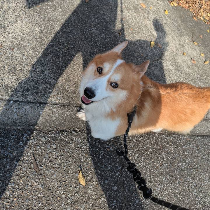 41851c84 fa78 4ee0 9c20 ff790fc0c078 1762575974633