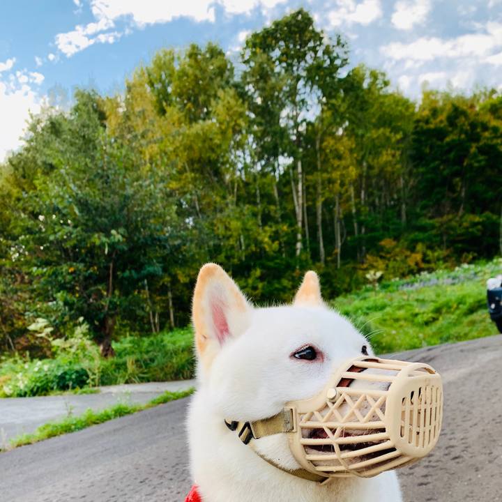 418650bc bb38 4567 b20c 9cc1e7e3dc39 1570745603340