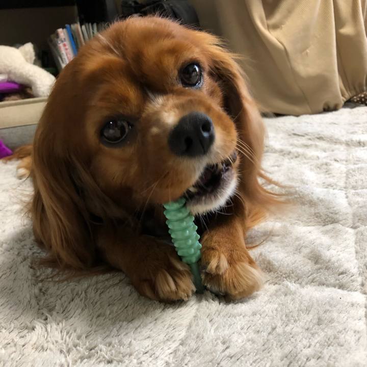 41889986 1379 4555 bf47 518033c59343 1588681517212