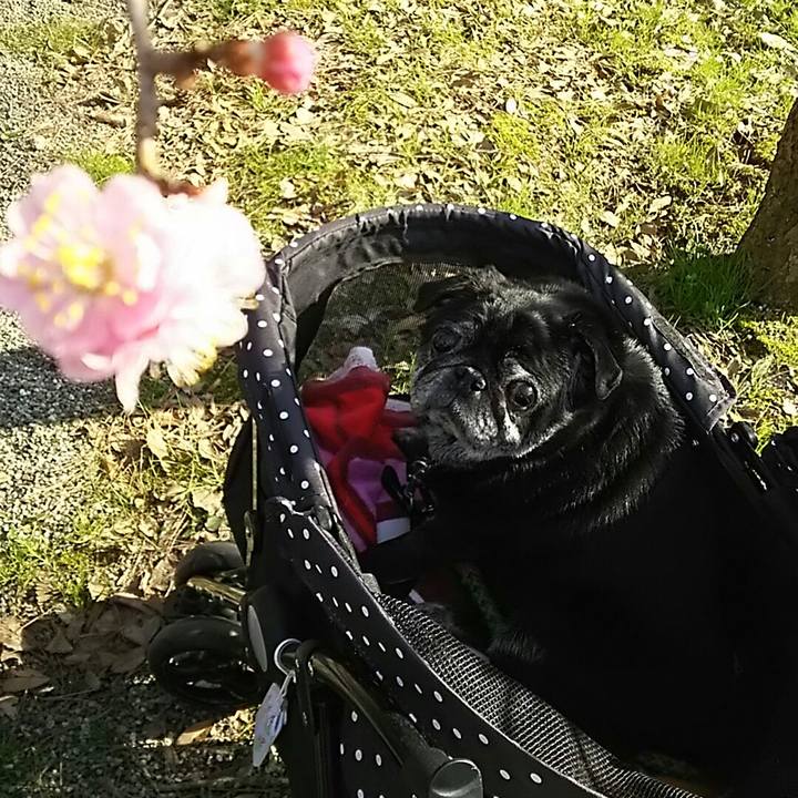 4189ae5f b85b 4a60 9e41 b79cef493838 1522235116086