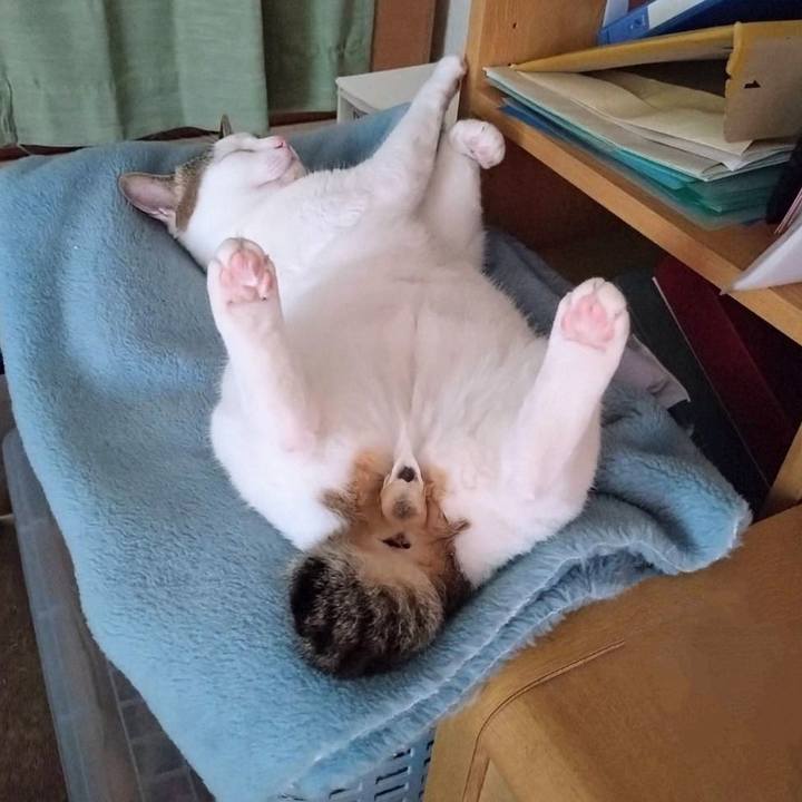 418d03ac 1cc4 4172 9ea6 fa9cff4f316b 1722590427168