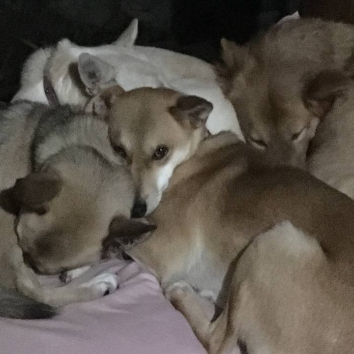 418f3393 161c 4e74 9792 ee11f9092ef2 1511962471709