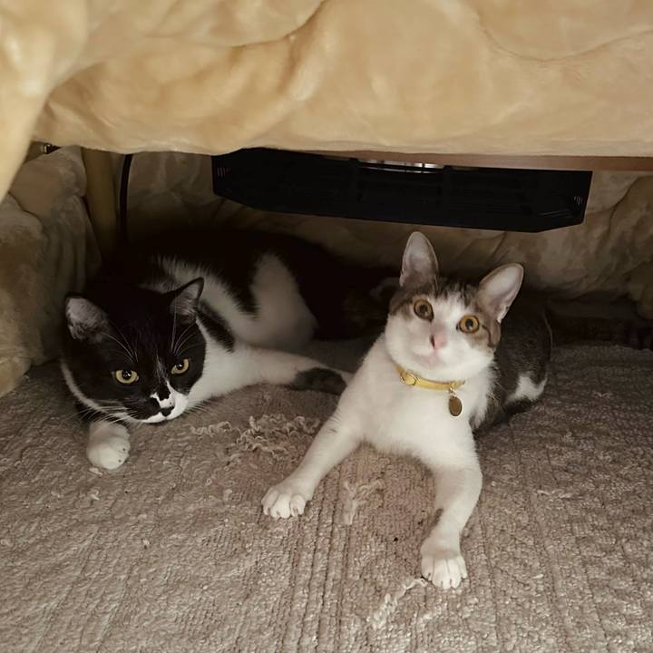 4190f53a 646c 4535 9b4d a98091427036 1765679900335