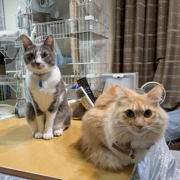 41913343 9a09 4287 8131 005c66f9af6a 1736806278270