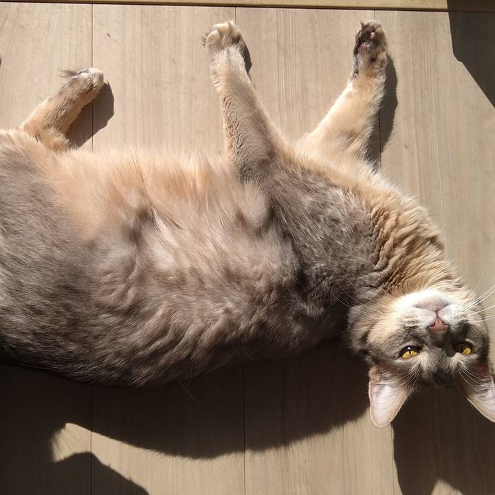 4192880e b8d9 461a af19 b0929ae4de6c 1604477892805