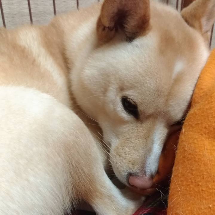 41980897 6c26 4333 88c1 ef817ddf1b5e 1544702038504