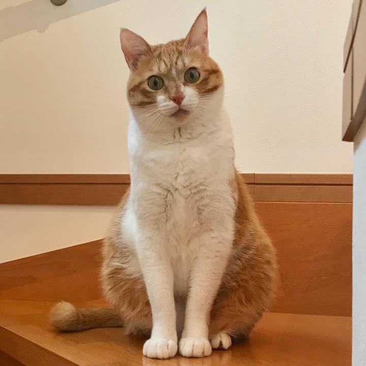 419961fa 059a 4e7b bf55 e7eca19bcc53 1549499054373