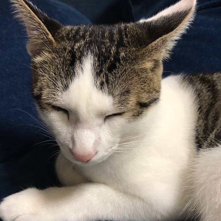 419a98d4 4962 47fc abdc 266476df0271 1540030969628