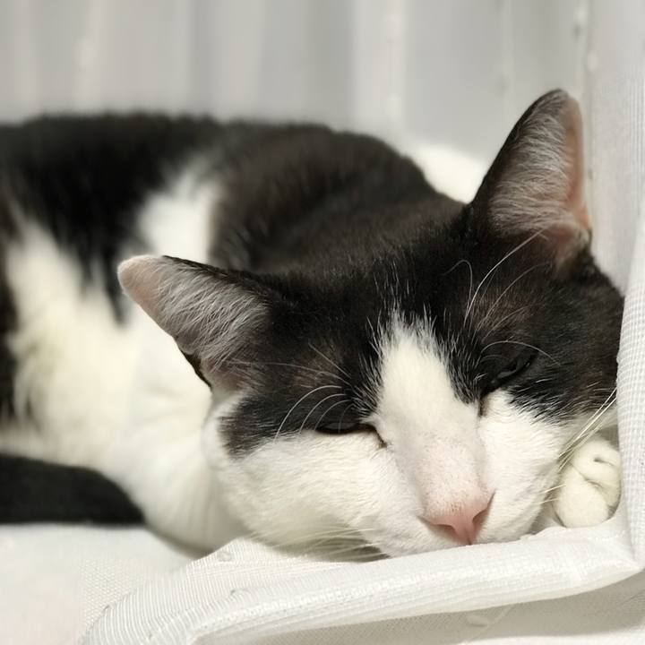 419b47d4 c492 48ce a75f 1d900184733b 1528987179550