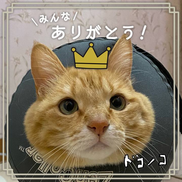 419d40fe 6f4b 460b 91ff b0543ced549a 1622863005485