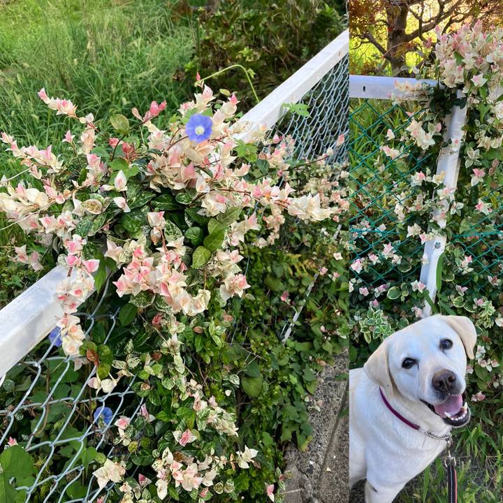 419e2e0d 5f8d 42cc a346 7a256f1a4154 1693096927504