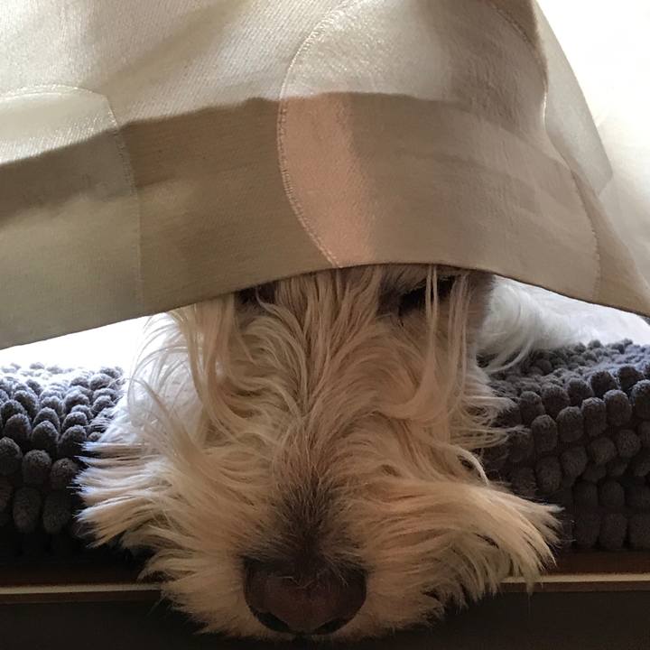 419f4948 7d0c 4607 8b5a a8c5aba253b8 1519691941500