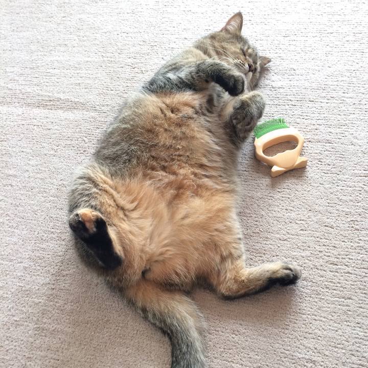 419fbbc9 8e21 4a77 8355 70b890a6ba8f 1605527594018