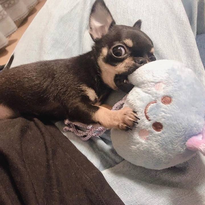 41a12685 83db 4b46 be41 45de7aac1892 1563522892368