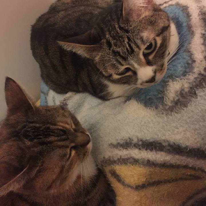 41a2879d c2b3 46d6 b469 4904058e4552 1549639731114