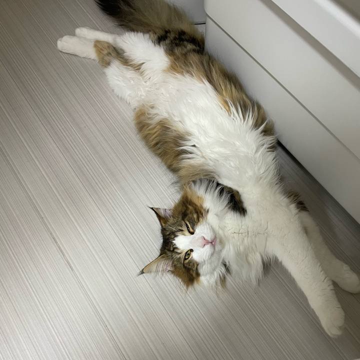 41a52d5d 511a 4a0a af77 61d3884c67aa 1649104258873