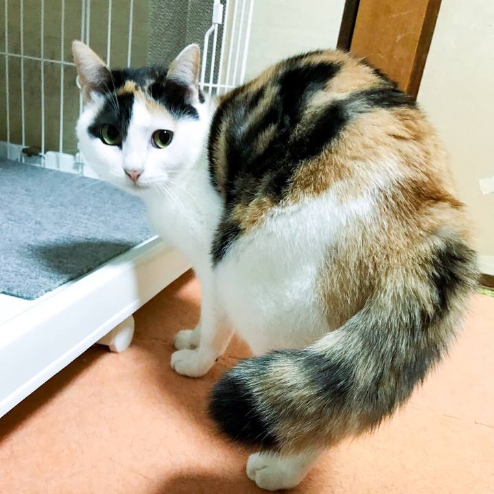 41a781d9 85eb 412b b5c6 f76c66075798 1511441401933