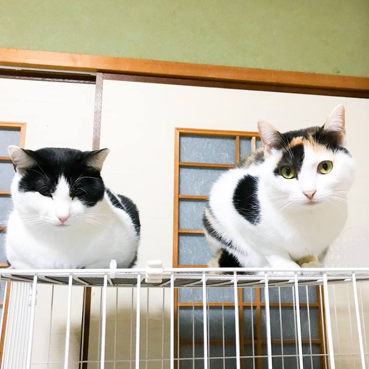 41ac0b63 e39a 4c5f 9915 5bcdd2a47d7b 1513470963140