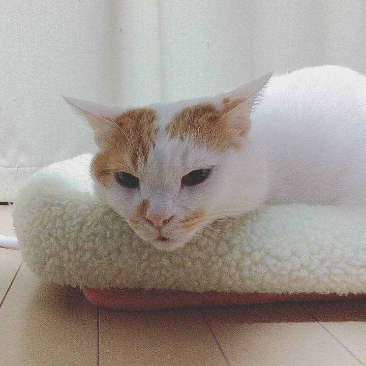 41ac3d6d cba8 409d 9c54 25c65a7d49bc 1512742101962