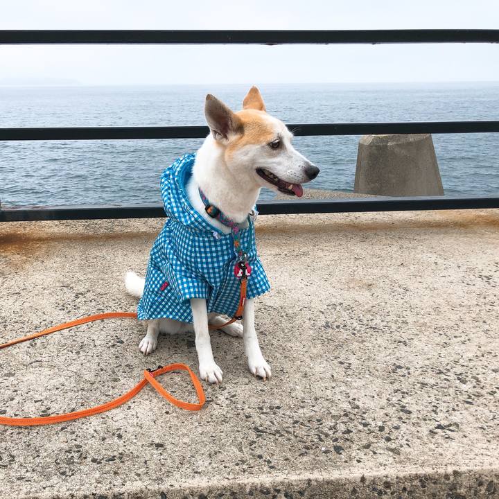 41ac50eb 51f3 46d0 bc7a be44f7499886 1591950311253