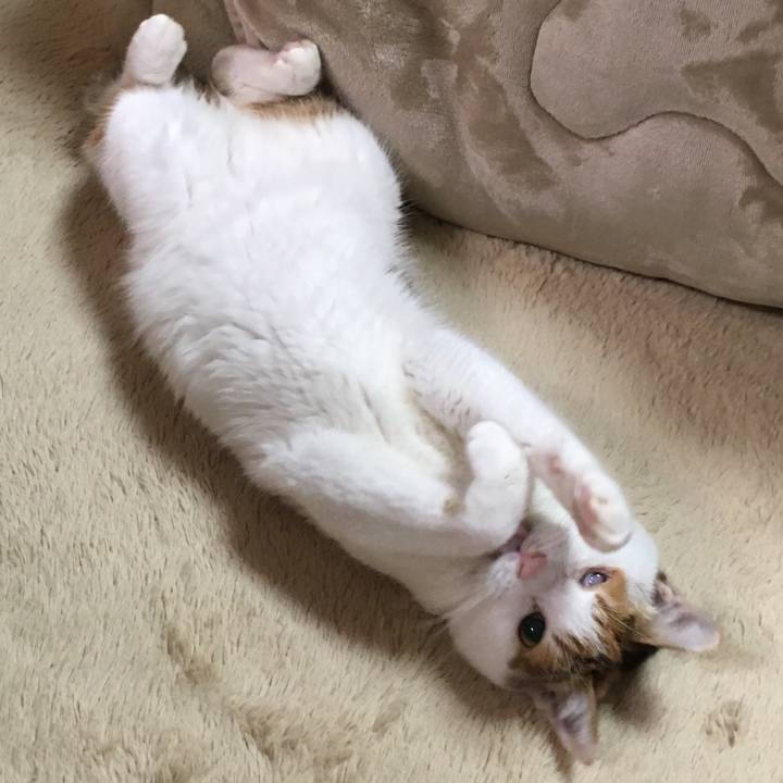 41aee4f4 1906 41e8 b435 6a7e243c485d 1512732105793