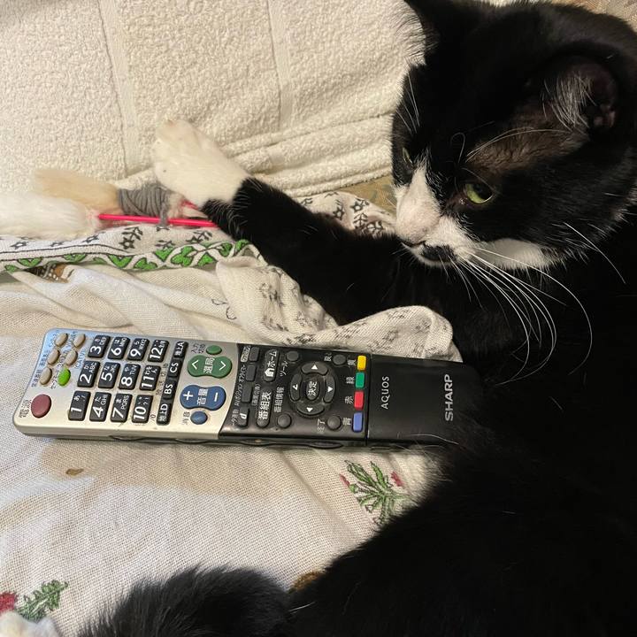 41b0e2fe 61da 40ea 888a 56a620545251 1686320468809