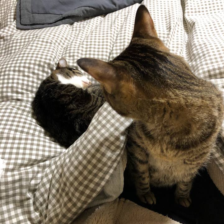 41b2433b 172d 4a64 8c56 2680a2f5e36c 1520428982537