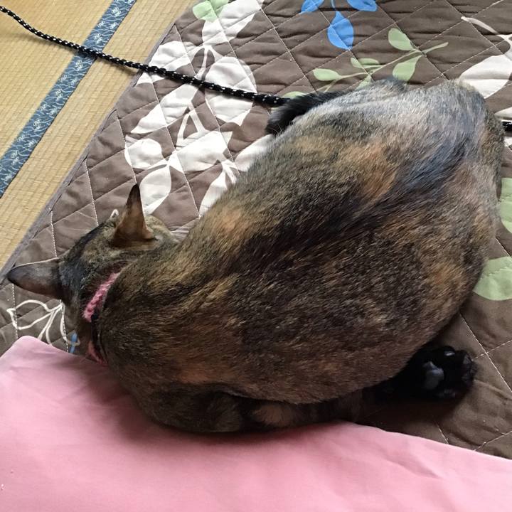 41b33c82 9adc 4806 a5f4 30fa70eab160 1586233324945