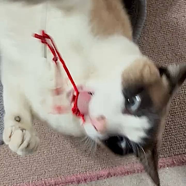 41b5ccaf a618 4b2d 8c79 e29c9c2855ea 1744427211764