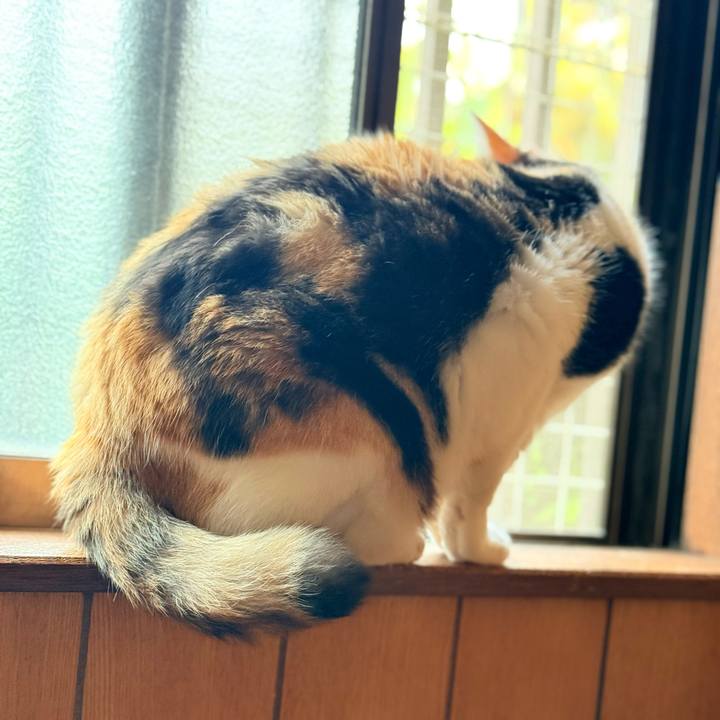 41b7fbb3 cf15 4a70 8d2b 0995ca6247db 1747966515368