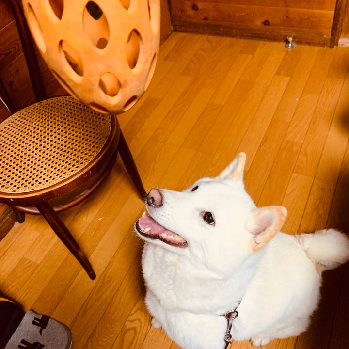 41b854cb a45a 4a6f 9877 f5884e062bab 1576625501295