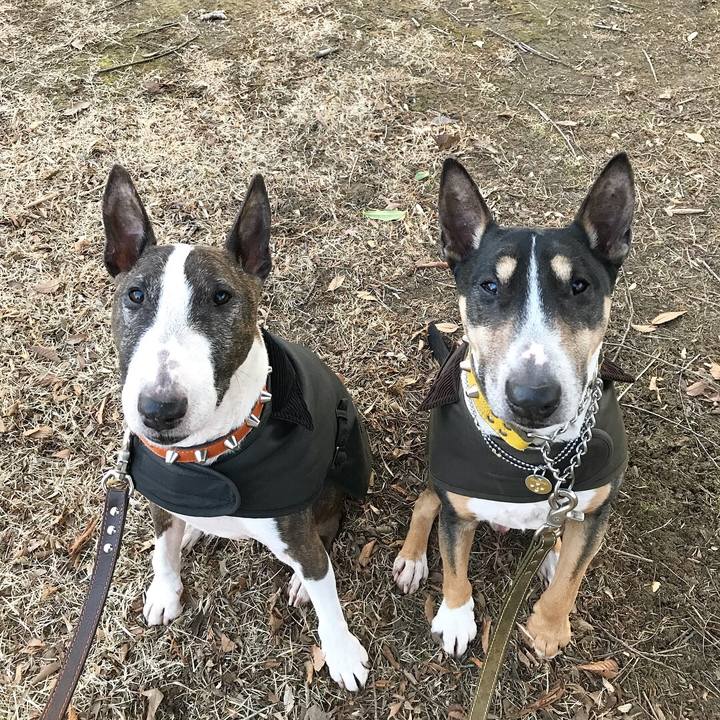 41bb9639 8063 48f5 b437 23e01e78846b 1517219882812